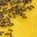 In den USA sind Millionen Bienen durch ein Insektizid getötet worden. Das Insektengift wurde gegen die für Zika-Infektionen verantwortlichen Stechmücken versprüht. (Bild: mirkograul/fotolia.com)