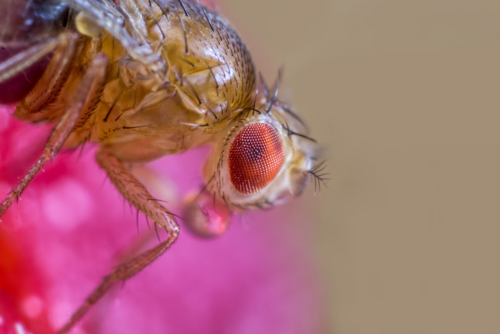 Mit Untersuchungen an Fruchtfliegen haben Krebsforscher neue Erkenntnisse über die Entstehung von Tumoren gewonnen, die sich auch auf den Menschen übertragen lassen. (Bild: Rainer Fuhrmann/fotolia.com)