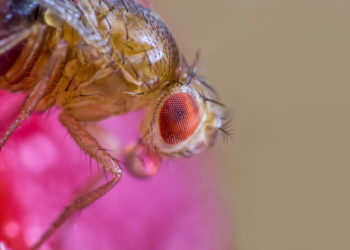 Forscher haben festgestellt, dass Stuben- und Schmeißfliegen deutlich mehr Bakterienarten in sich tragen als bislang angenommen wurde. Manche davon können für Menschen sehr gefährlich werden. (Bild: Rainer Fuhrmann/fotolia.com)