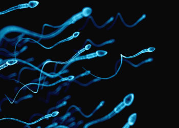 Vergrößerte Darstellung von Spermien