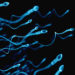 Vergrößerte Darstellung von Spermien