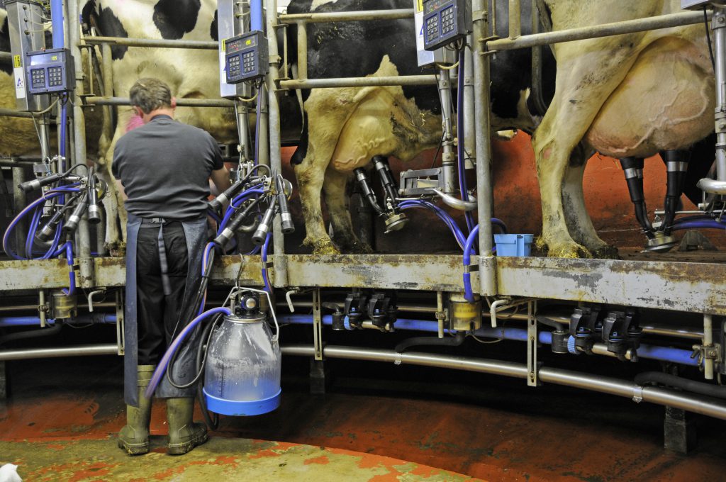 Rund jeder zehnte Liter Milch stammt aus einem entzündeten Euter und insgesamt wird mindestens jedes vierte Tierprodukt von einem kranken Tier gewonnen. (Bild: Fotolyse/fotolia.com)