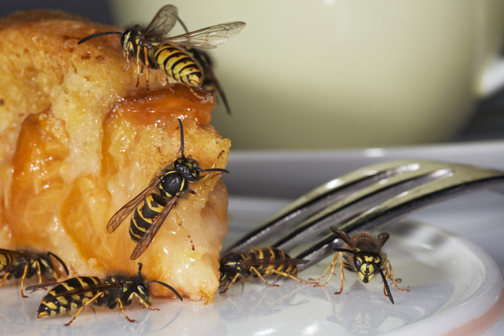 Wespen, die im Spätsommer gezielt nach Zucker suchen, sind meist besonders lästig. Die Insekten dürfen keinesfalls angepustet werden, denn das Kohlendioxid in der Atemluft versetzt sie in Angriffsstimmung. (Bild: Ingo Bartussek/fotolia.com)