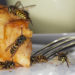 Wespen sind zwar nützliche Tiere, weil sie Blüten bestäuben, sie machen sich aber auch über süße Speisen im Garten her und können ganz schön lästig werden. Ein einfacher Trick kann dabei helfen, die Insekten auf natürliche Art zu vertreiben. (Bild: Ingo Bartussek/fotolia.com)