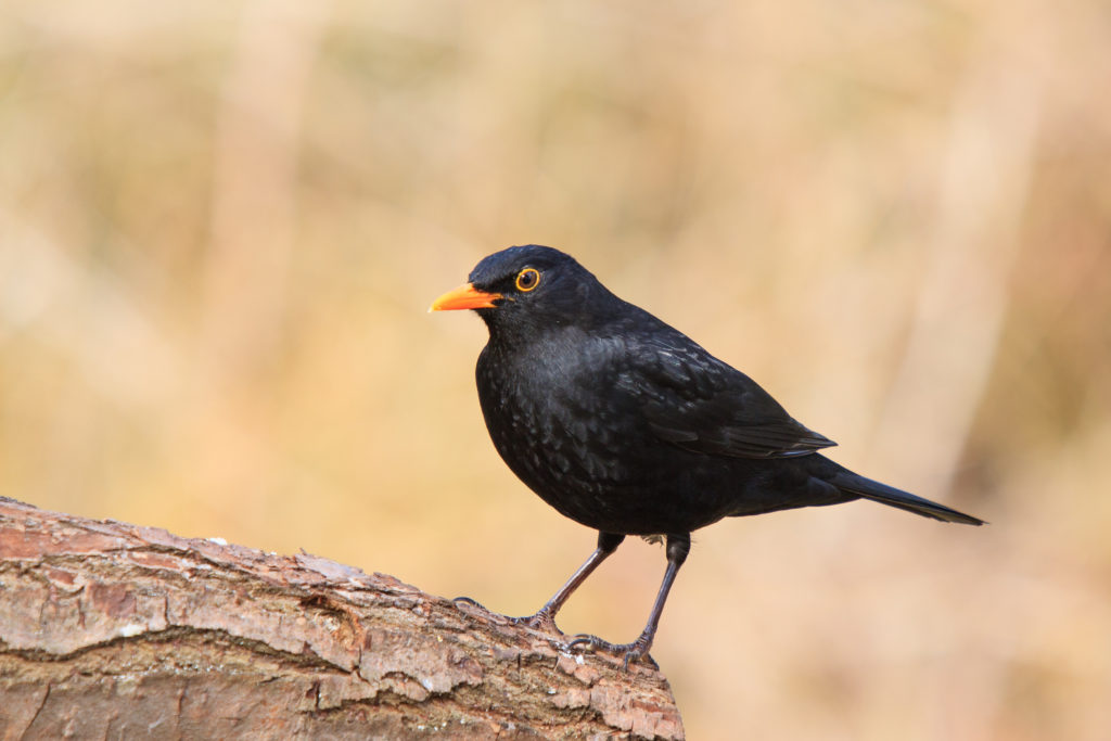 Das Usutu-Virus hat zu einem Massensterben unter heimischen Vogelarten geführt, wobei insbesondere die Amselpopulation mitunter fast vollständig eliminiert wurde. (Bild: Bernd Wolter/fotolia.com)