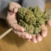 Ein exzessiver Cannabis-Konsum hat erhebliche Auswirkungen auf die Knochendichte und erhöht möglicherweise das Osteoporose-Risiko. (Bild: zix777/fotolia.com)