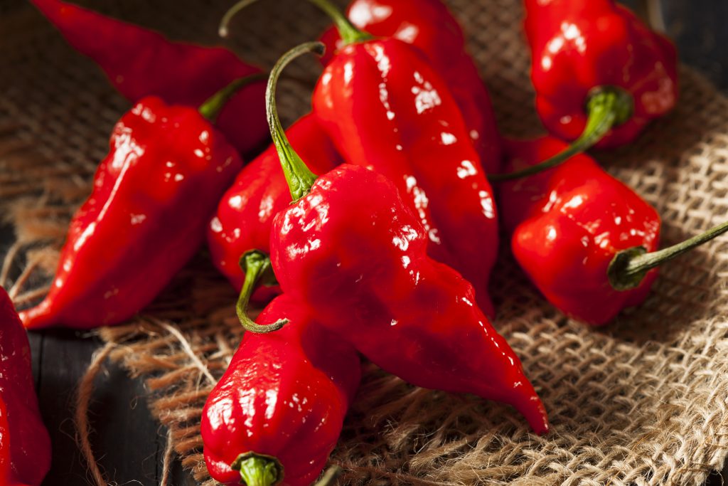 Durch den Verzehr von Bhut Jolokia-Chilis hat ein Mann eine lebensgefährliche Perforation der Speiseröhre erlitten. (Bild: Brent Hofacker/fotolia.com)