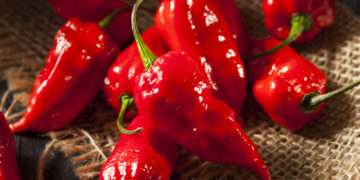 Durch den Verzehr von Bhut Jolokia-Chilis hat ein Mann eine lebensgefährliche Perforation der Speiseröhre erlitten. (Bild: Brent Hofacker/fotolia.com)