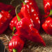 Durch den Verzehr von Bhut Jolokia-Chilis hat ein Mann eine lebensgefährliche Perforation der Speiseröhre erlitten. (Bild: Brent Hofacker/fotolia.com)