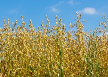 Der Saathafer wurde zur Arzneipflanze des Jahres 2017 gekürt. Das Getreide kann unter anderem zur Behandlung von Magen-Darm-Erkrankungen eingesetzt werden. (Bild: naturenow/fotolia.com)