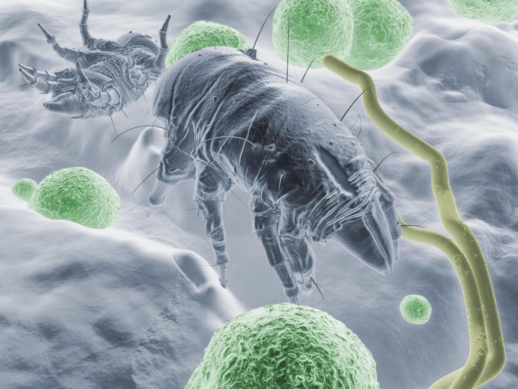 Bestimmte Moleküle der Hausstaubmilbe konnten als Auslöser für allergische Rhinitis und Asthma identifiziert werden. (Bild: Jörg Vollmer/fotolia.com)