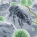 Bestimmte Moleküle der Hausstaubmilbe konnten als Auslöser für allergische Rhinitis und Asthma identifiziert werden. (Bild: Jörg Vollmer/fotolia.com)