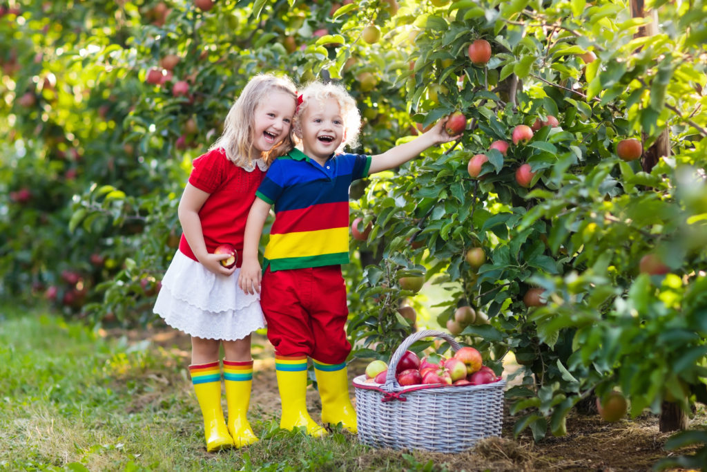 Viele Menschen mögen Äpfel zwar am liebsten frisch vom Baum, doch oft lohnt  es sich, sie erst längere Zeit zu lagern. Manche Sorten entwickeln erst dann ihr volles Aroma. (Bild: famveldman/fotolia.com)