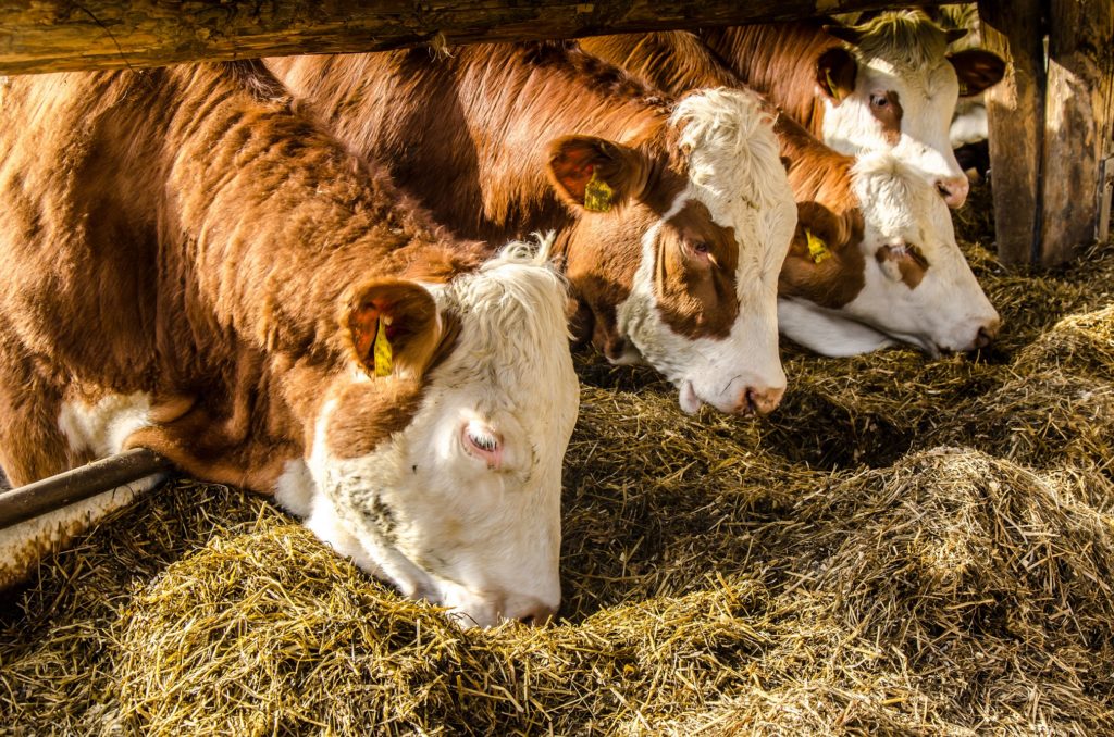 In den letzten Jahren ist das Angebot an Heumilchprodukten im Lebensmittelhandel deutlich gestiegen. Für deren Erzeugung dürfen Kühe keine gentechnisch veränderten Futtermittel erhalten. (Bild: dietwalther/fotolia.com)