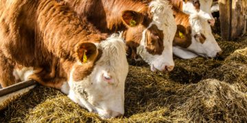 In den letzten Jahren ist das Angebot an Heumilchprodukten im Lebensmittelhandel deutlich gestiegen. Für deren Erzeugung dürfen Kühe keine gentechnisch veränderten Futtermittel erhalten. (Bild: dietwalther/fotolia.com)