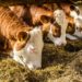 In den letzten Jahren ist das Angebot an Heumilchprodukten im Lebensmittelhandel deutlich gestiegen. Für deren Erzeugung dürfen Kühe keine gentechnisch veränderten Futtermittel erhalten. (Bild: dietwalther/fotolia.com)