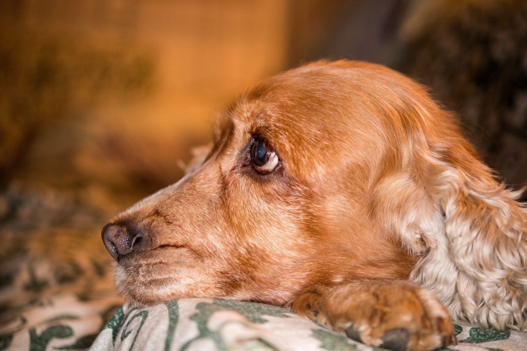 Hunde haben einen deutlich ausgeprägteren Geruchssinn als Menschen. Sie können auch Krankheiten riechen. Das durfte auch eine Britin erfahren, deren Hündin sie auf ihre Krebserkrankung aufmerksam machte. (Bild: Andrea Izzotti/fotolia.com)