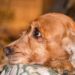 Die Firma Fressnapf hat einen Rückruf für Hundefutter gestartet- Ein Produkt wird wegen Salmonellenbefall zurückgerufen, das andere wegen einer Höchstgehaltüberschreitung von Cadmium.  (Bild: Andrea Izzotti/fotolia.com)