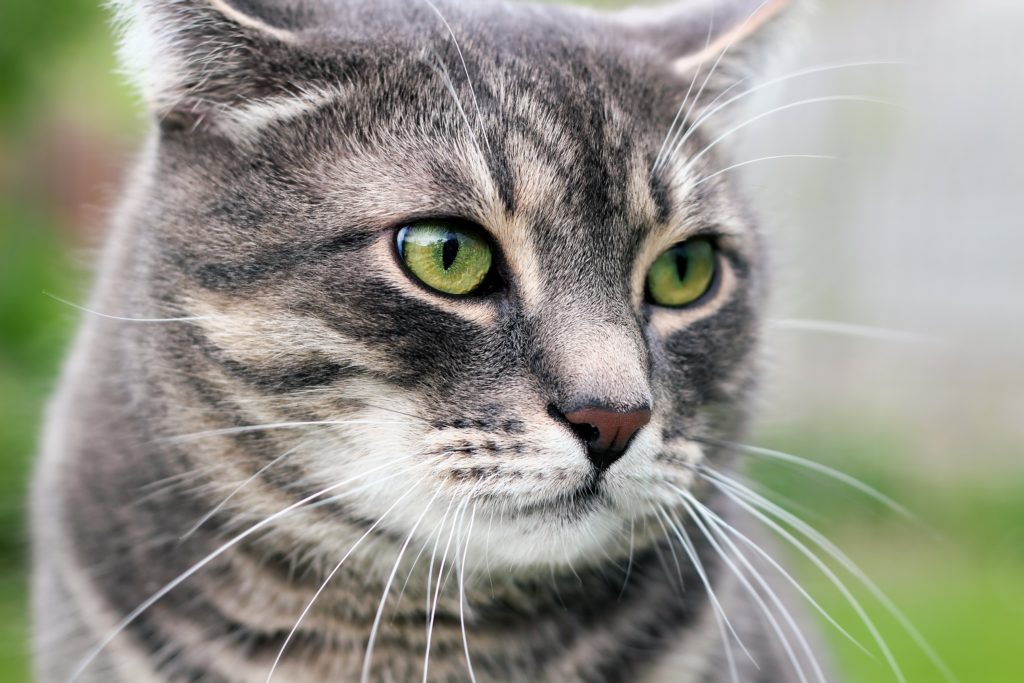 Katzen sind bei vielen Menschen sehr beliebt und werden oft als Haustiere gehalten. Australische Forscher fanden jetzt einen resistenten Bakterienstamm in Katzen, welcher zu einer Gefahr für die öffentliche Gesundheit werden könnte. (Bild: Saklakova/fotolia.com) 