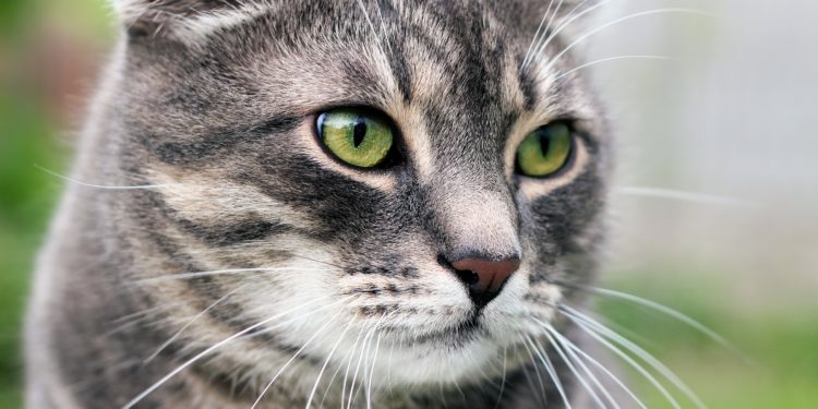 Borreliose Katze Behandlung