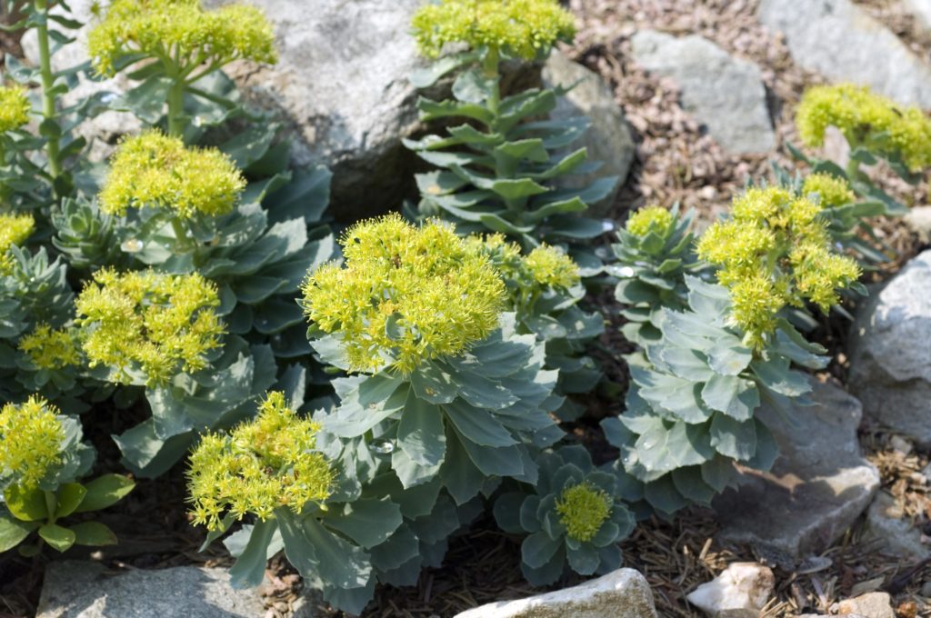 Extrakte aus Rosenwurz können die körperliche und geistige Leistungsfähigkeit erhöhen und so gegen das chronische Erschöpfungssyndrom helfen. (Bild: emer/fotolia.com)