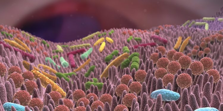 Computer-Animation zeigt Darmbakterien