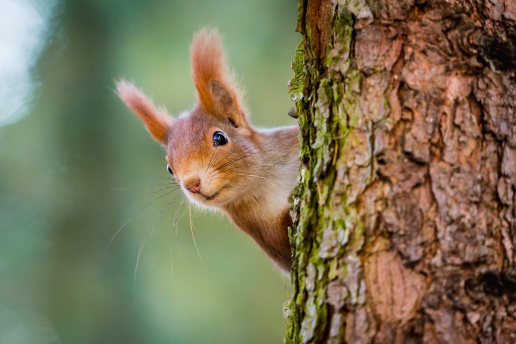 Forscher haben in einer Untersuchung festgestellt, dass fast alle roten Eichhörnchen auf den britischen Inseln mit Lepra-Erregern infiziert sind. Das Ansteckungsrisiko für Menschen ist allerdings gering. (Bild: Vojtech Herout/fotolia.com)