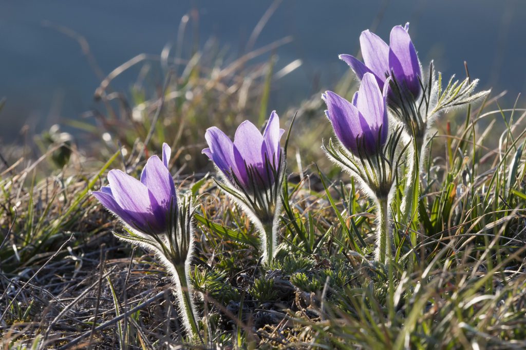 Als homopathische Mittel kommt bei Eiter im Ohr häufig Pulsatilla zum Einsatz. (Bild: juhumbert/fotolia.com)