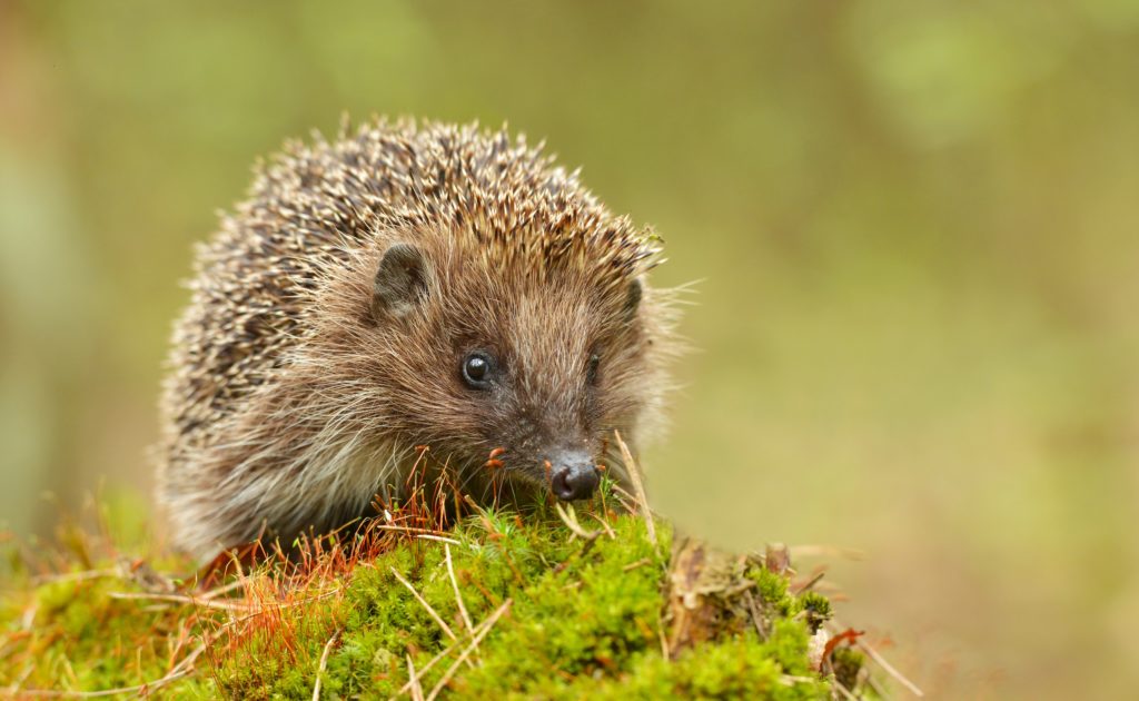 Kranke oder schwache Igel sollten grundsätzlich nicht mit den bloßen Händen, sondern stets mit Handschuhen, angefasst werden. Dann kümmert sich am besten ein Experte um die Wildtiere. (Bild: kwasny221/fotolia.com)