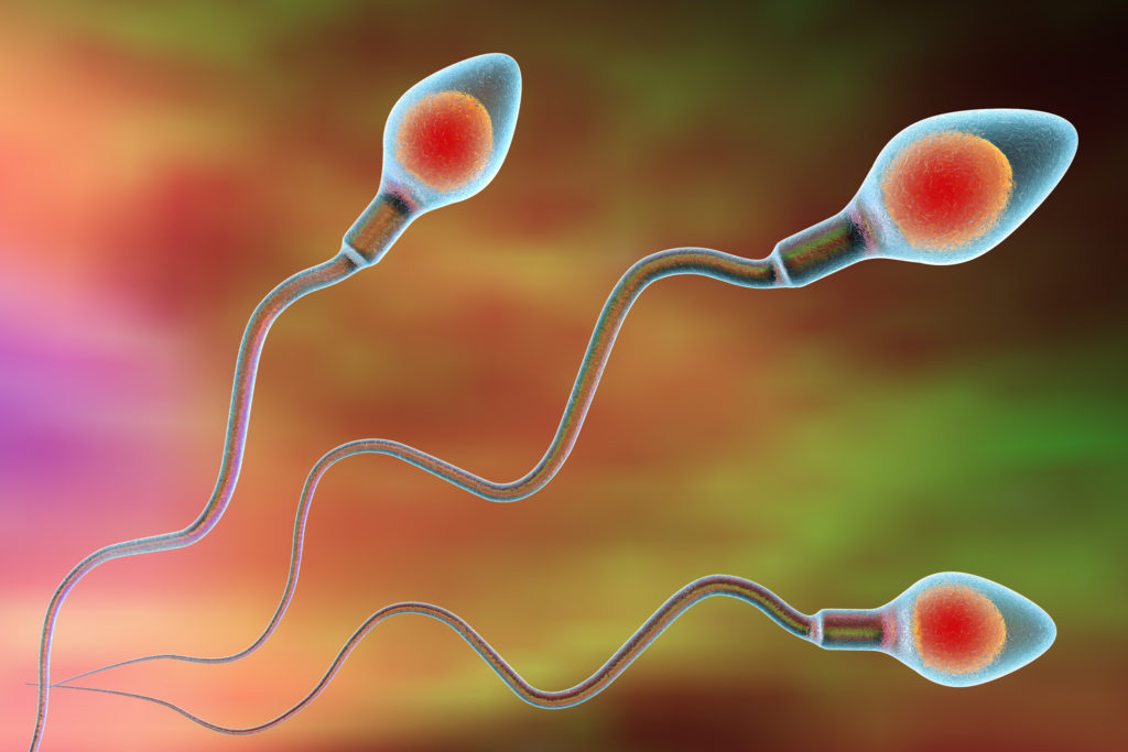 Spermidin, eine Substanz, die in männlichem Samen vorkommt, hat eine herzschützende Wirkung. Diese Erkenntnisse machen Hoffnung auf eine mögliche Behandlung von diastolischer Herzmuskelschwäche. (Bild: Dr_Kateryna/fotolia.com)