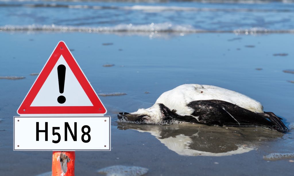 In manchen Regionen Deutschlands breitet sich derzeit die Vogelgrippe immer weiter aus. Viele Bürger sind besorgt und fragen sich, ob das H5N8-Virus auch für Menschen ansteckend ist. (Bild: animaflora/fotolia.com)