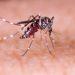 Nicht nur in Brasilien, sondern auch in zahlreichen anderen Ländern wie Thailand,
ist das von Mücken übertragene Zika-Virus verbreitet. Schwangere sollten daher genau abwägen, wohin sie reisen, da ein Risiko frühkindlicher Fehlbildungen bei einer Infektion der Frau gegeben ist. (Bild: tacio philip/fotolia.com)