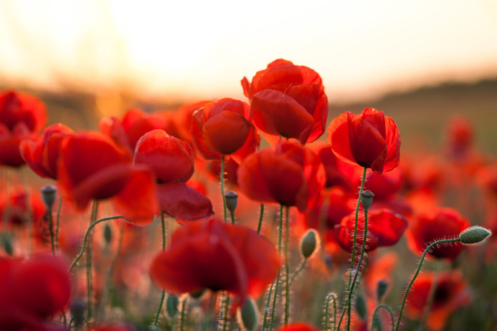 Klatschmohn zur Pflanze des Jahres 2017 gekürt. Bild: annebe - fotolia