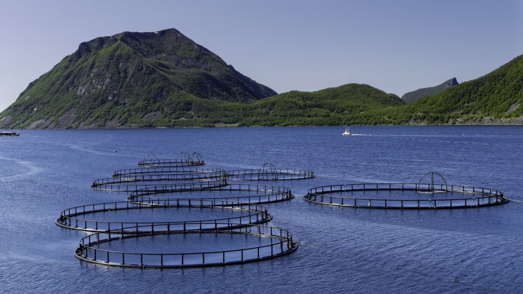 Die Umweltschutzorganisation Greenpeace warnt vor Pflanzenschutzmitteln in Speisefisch. Fisch aus Zuchtanlagen enthält häufig die Chemikalie Ethoxyquin. Diese soll krebserregend sein. (Bild: berner51/fotolia.com)