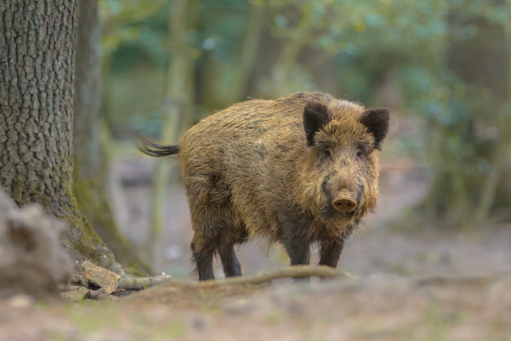 Bei einem Wildschwein in Bayern ist eine Infektion mit der Aujeszkyschen Krankheit festgestellt worden. Die auch Pseudowut genannte Infektionskrankheit kann auch Katzen und Hunde befallen. (Bild: creativenature.nl/fotolia.com)