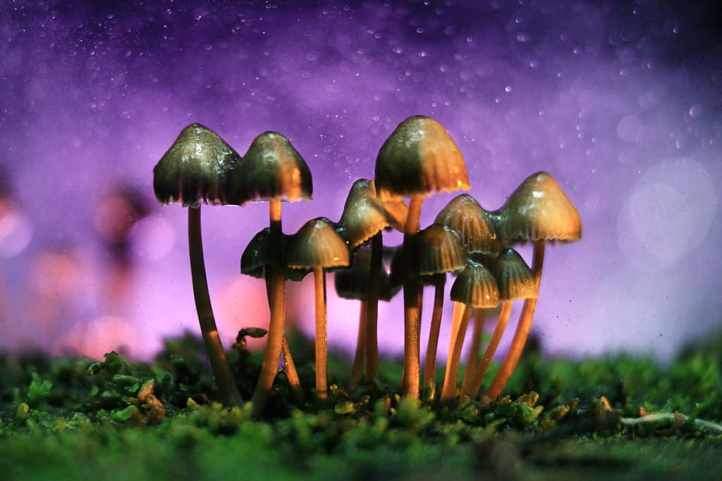 Halluzinogene Pilze können Krebspatienten dabei helfen, Ängste und Depressionen zu überwinden. Verantwortlich für die positive Wirkung ist der Stoff Psilocybin. (Bild: kichigin19/fotolia.com)