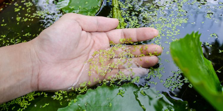 Nährreiche Entengrütze „Gemüse“ aus dem Gartenteich perfekt für die