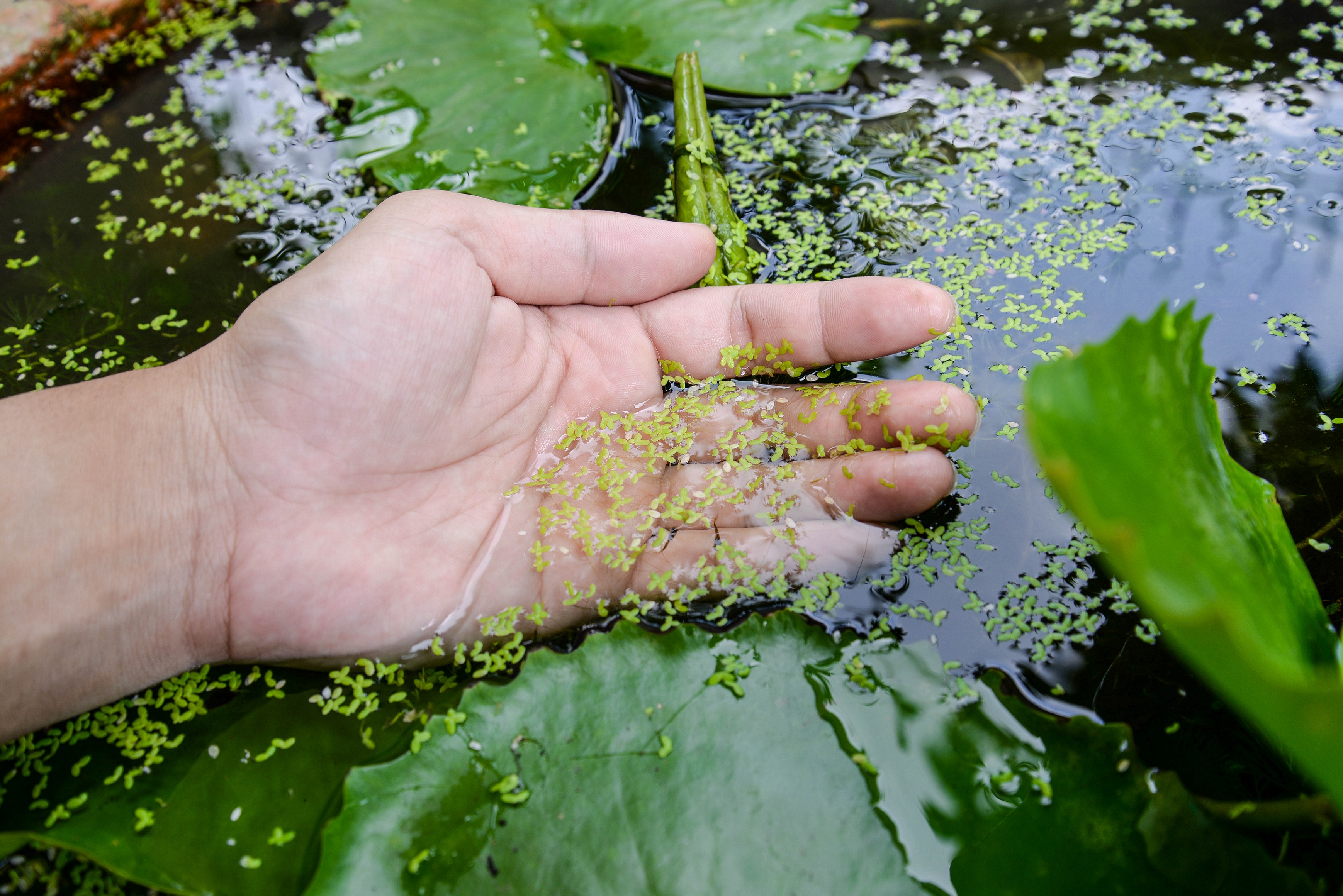 Nährreiche Entengrütze „Gemüse“ aus dem Gartenteich perfekt für die