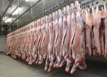 Mehrere Reihen Schweinehälften in einem Schlachthaus