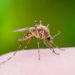 In Brasilien häufen sich derzeit Gelbfieber-Infektionen. Gesundheitsexperten empfehlen Reisenden, sich impfen zu lassen. (Bild: nechaevkon/fotolia.com)