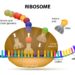 Die RIbosome lesen die Informationen der mRNA aus und bilden entsprechende Proteine. Fehlerhafte mRNA müssen daher beseitigt werden, damit keine schädlichen Proteine entstehen. (Bild: designua/fotolia.com)