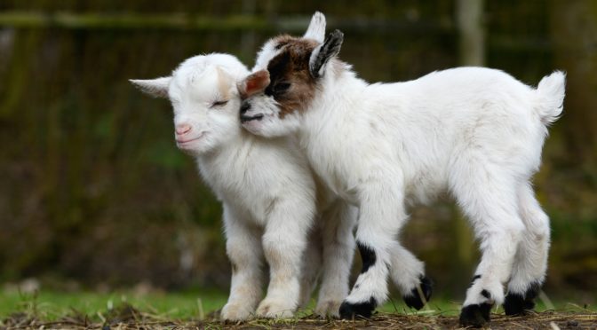 Neuer Yogatrend Beim „GoatYoga“ mit den Ziegen entspannen
