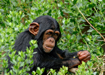Schimpansen pupsen besonders viel, wenn sie Feigen fressen. Dabei hört es sich so an wie ein Luftballon, aus dem die Luft gelassen wird. (Ronnie Howard/ fotolia.com)