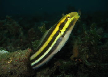Säbelzahnschleimfische (Nemophini) leben in Korallenrifen und verfügen über ein einzigartiges Gift, das ähnlich wie Heroin wirkt. (Bild: wernerrieger/fotolia.com)a