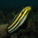 Säbelzahnschleimfische (Nemophini) leben in Korallenrifen und verfügen über ein einzigartiges Gift, das ähnlich wie Heroin wirkt. (Bild: wernerrieger/fotolia.com)a