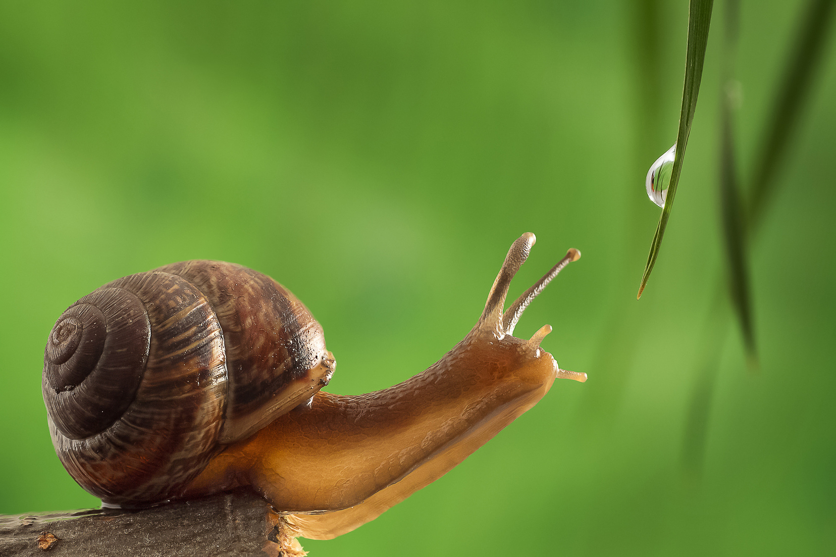 Medizin Aus Der Natur Schnecken Konnten Naturlichen Klebstoff Produzieren Heilpraxis