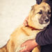 In einer neuen Studie zeigte sich, dass speziell trainierte Schäferhunde Brustkrebs bei Frauen erschnüffeln können. (Bild: Everst/fotolia.com)