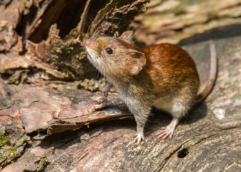 In verschiedenen Regionen Deutschlands, wie beispielsweise in Niederbayern, terteen derzeit vermehrt Hantavirus-Infektionen auf. Übertragen wird der Erreger vor alem durch infizierte Rötelmäuse. (Bild:  Bernd Wolter/fotolia.com)