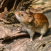 In verschiedenen Regionen Deutschlands, wie beispielsweise in Niederbayern, terteen derzeit vermehrt Hantavirus-Infektionen auf. Übertragen wird der Erreger vor alem durch infizierte Rötelmäuse. (Bild:  Bernd Wolter/fotolia.com)