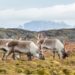 Angehörige verschiedener Stämme Sibiriens tranken sogar den Urin von Rentieren, die sich zuvor an den Pilzen berauscht hatten. (Bild:  Incredible Arctic/fotolia.com)